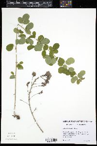 Lespedeza hirta image