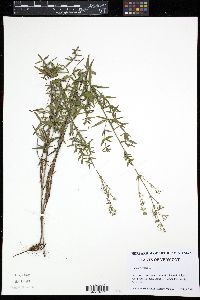 Image of Galium boreale