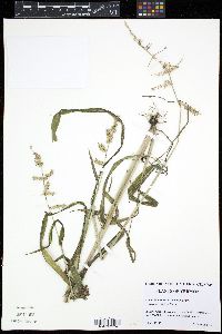 Image of Echinochloa muricata