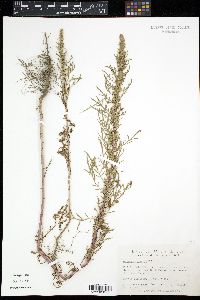 Image of Artemisia biennis