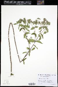 Image of Pycnanthemum incanum