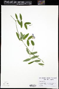 Lathyrus palustris image