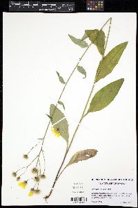 Image of Hieracium lachenalii