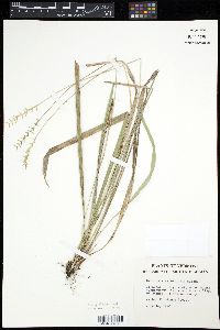 Image of Oryzopsis asperifolia
