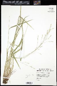 Festuca subverticillata image