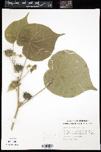 Abutilon theophrasti image