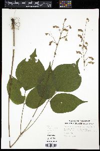 Desmodium glutinosum image