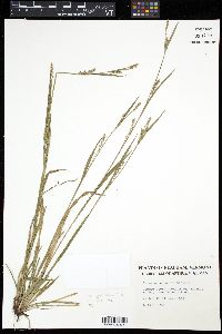 Image of Carex ormostachya