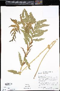 Osmunda cinnamomea image