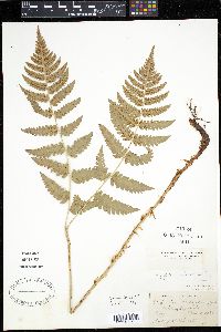 Dryopteris cristata image