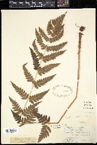 Dryopteris cristata image