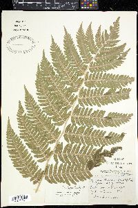 Dryopteris fragrans image