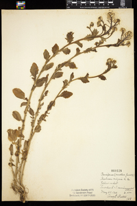 Barbarea vulgaris image