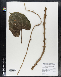 Image of Dioscorea altissima