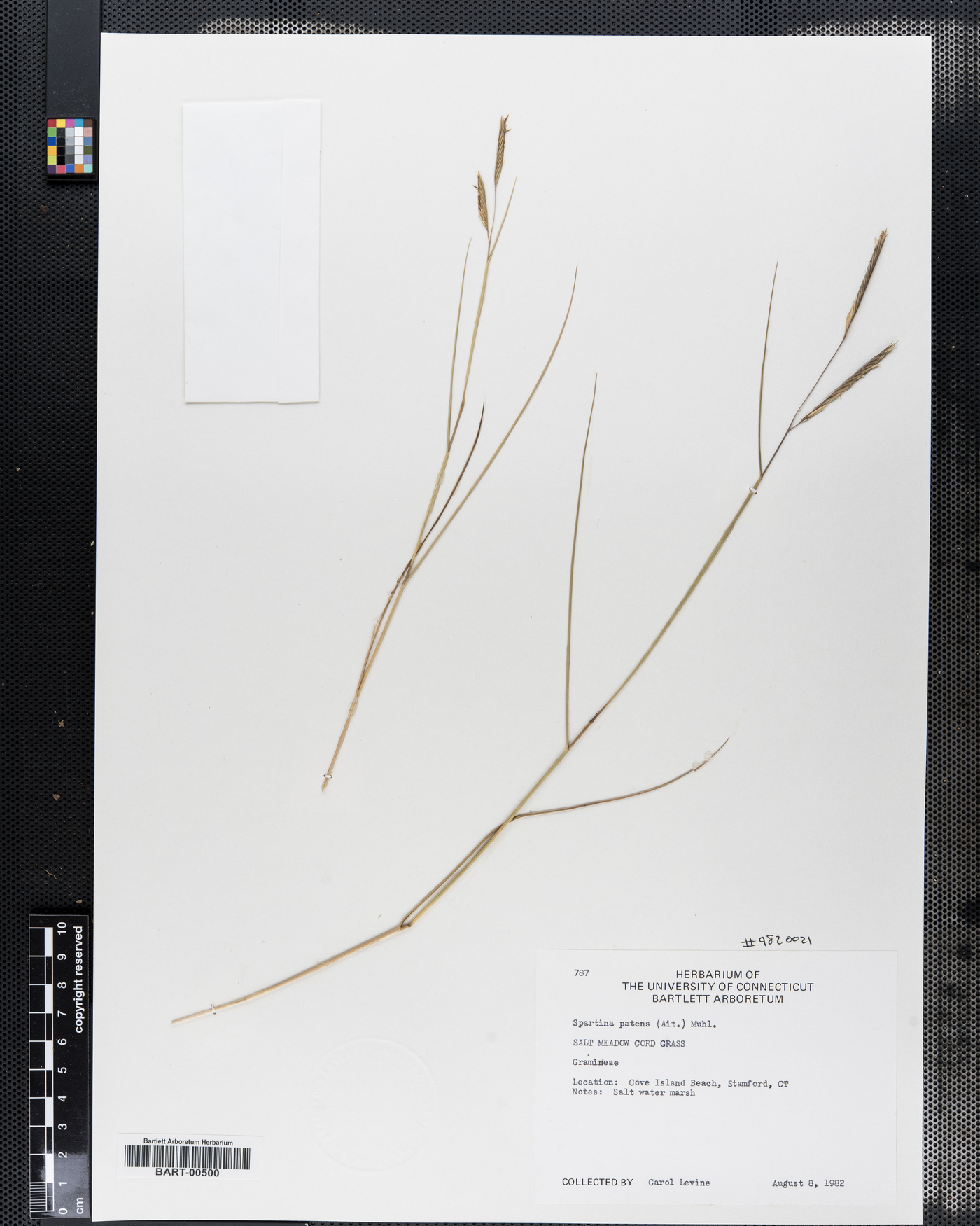 Spartina patens image