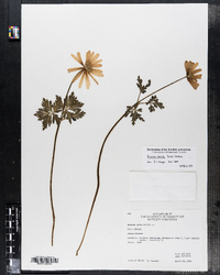 Image of Anemone blanda