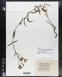 Image of Dianthus fischeri