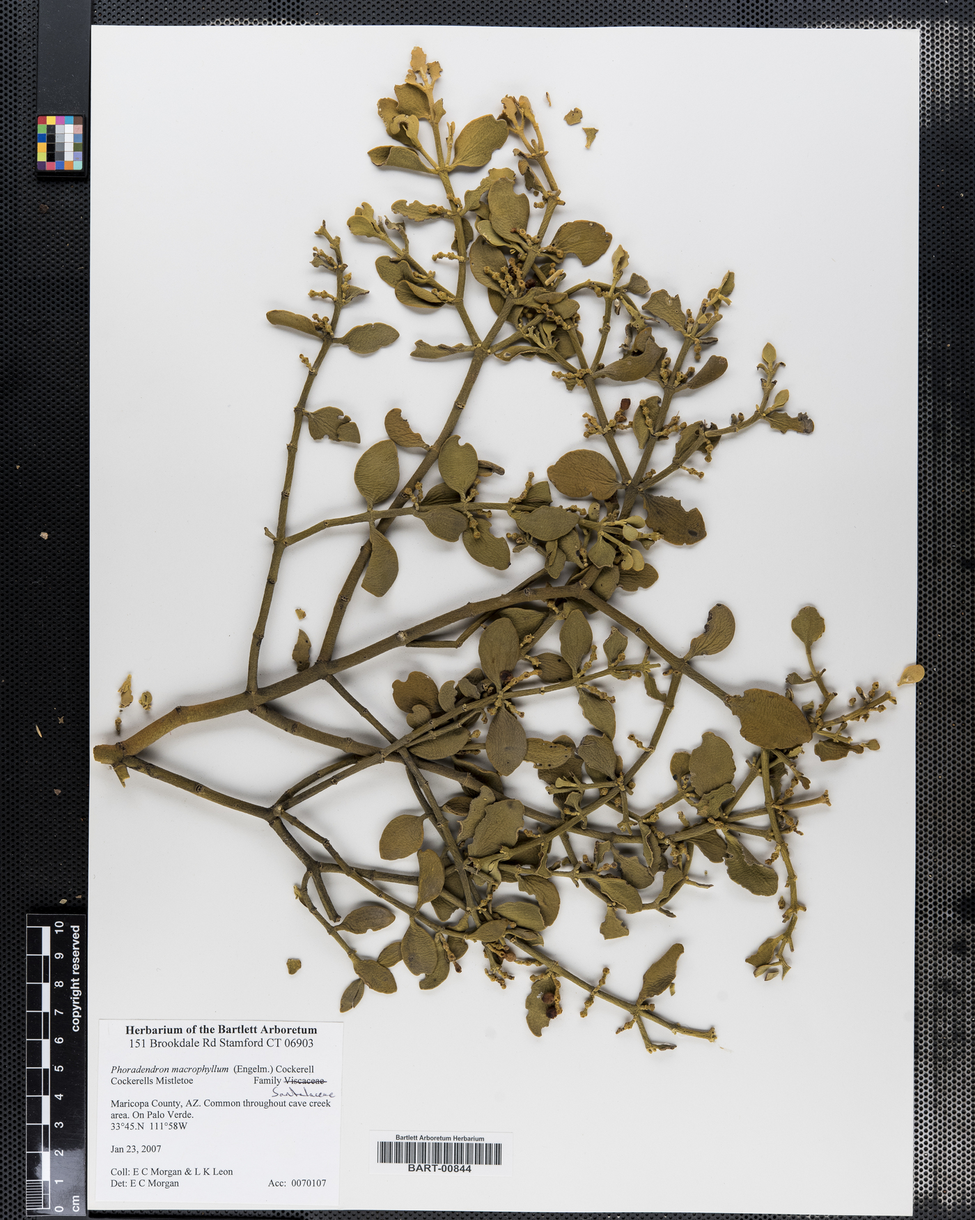 Phoradendron macrophyllum image