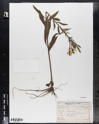 Oenothera biennis image