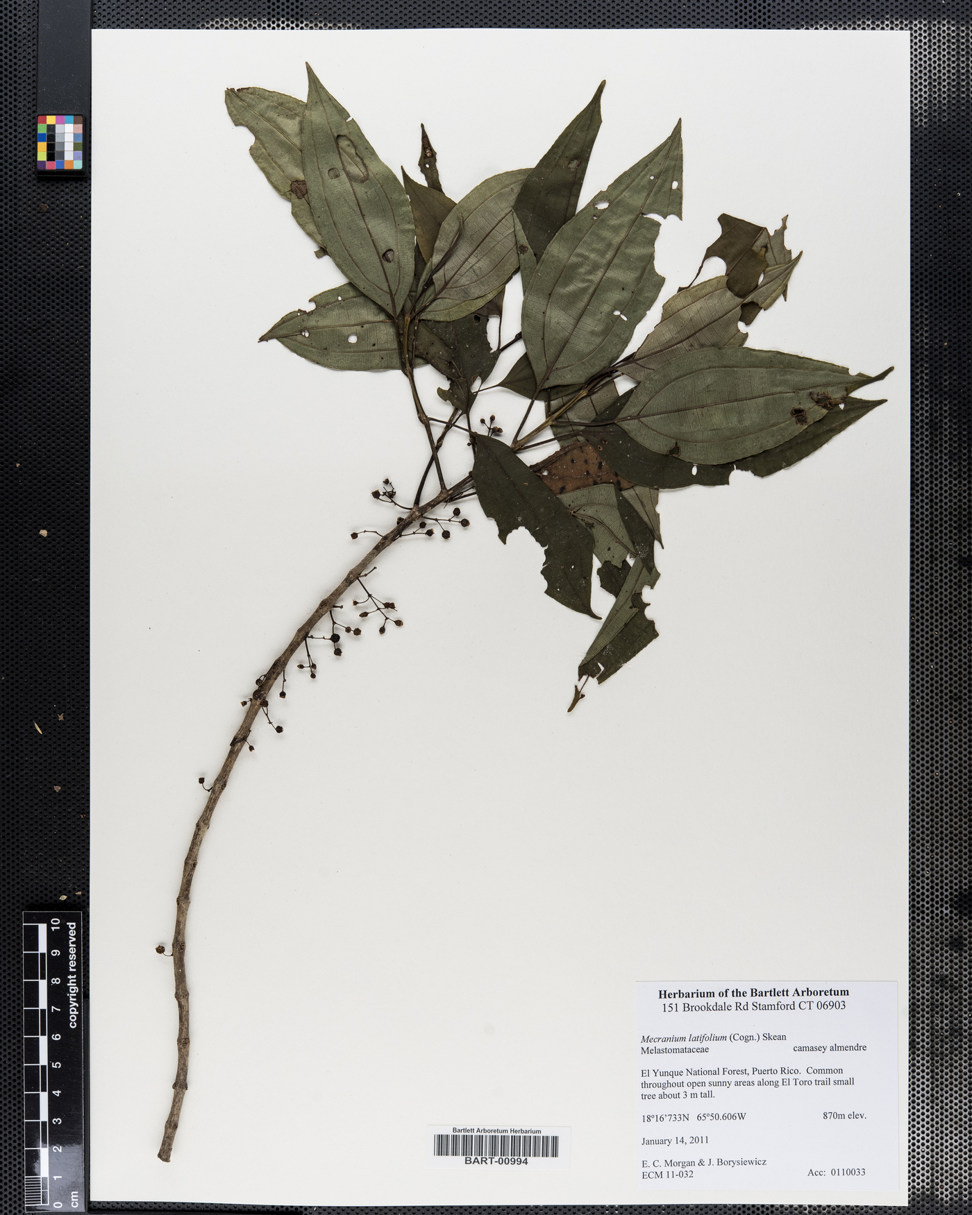 Mecranium latifolium image