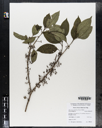 Mecranium latifolium image