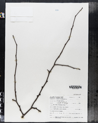 Cercis canadensis image