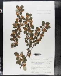Image of Cotoneaster racemiflorus