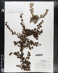 Image of Cotoneaster apiculatus