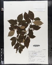 Image of Cotoneaster foveolatus