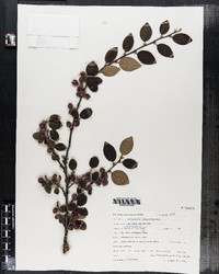 Image of Cotoneaster integerrimus
