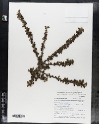 Image of Cotoneaster cochleatus