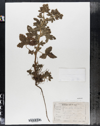 Potentilla norvegica image