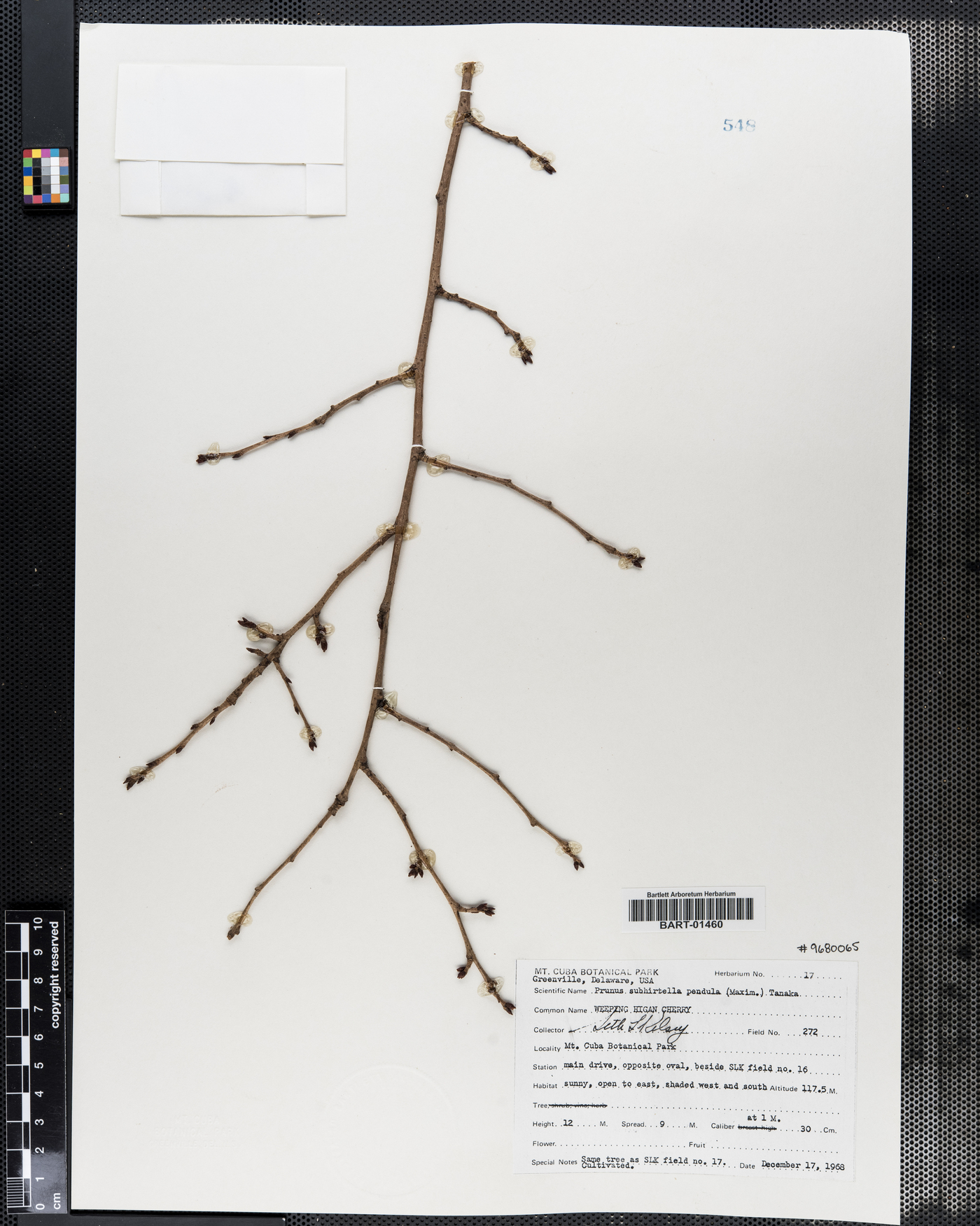 Prunus subhirtella var. pendula image
