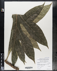 Image of Artocarpus altilis