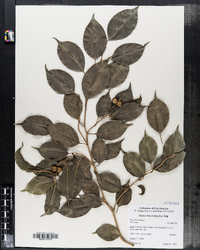 Image of Ficus benjamina