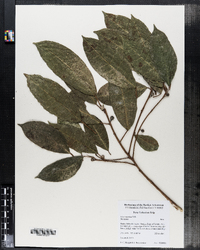 Image of Ficus maxima