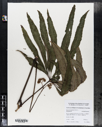 Image of Begonia luxurians