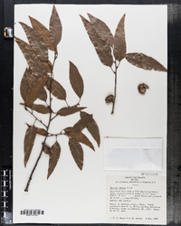 Image of Quercus chenii