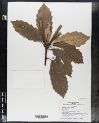 Image of Quercus faberi