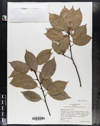 Image of Quercus glauca