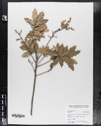 Image of Quercus emoryi