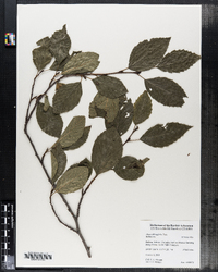 Image of Alnus oblongifolia