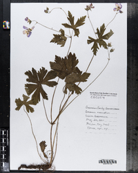 Geranium maculatum image