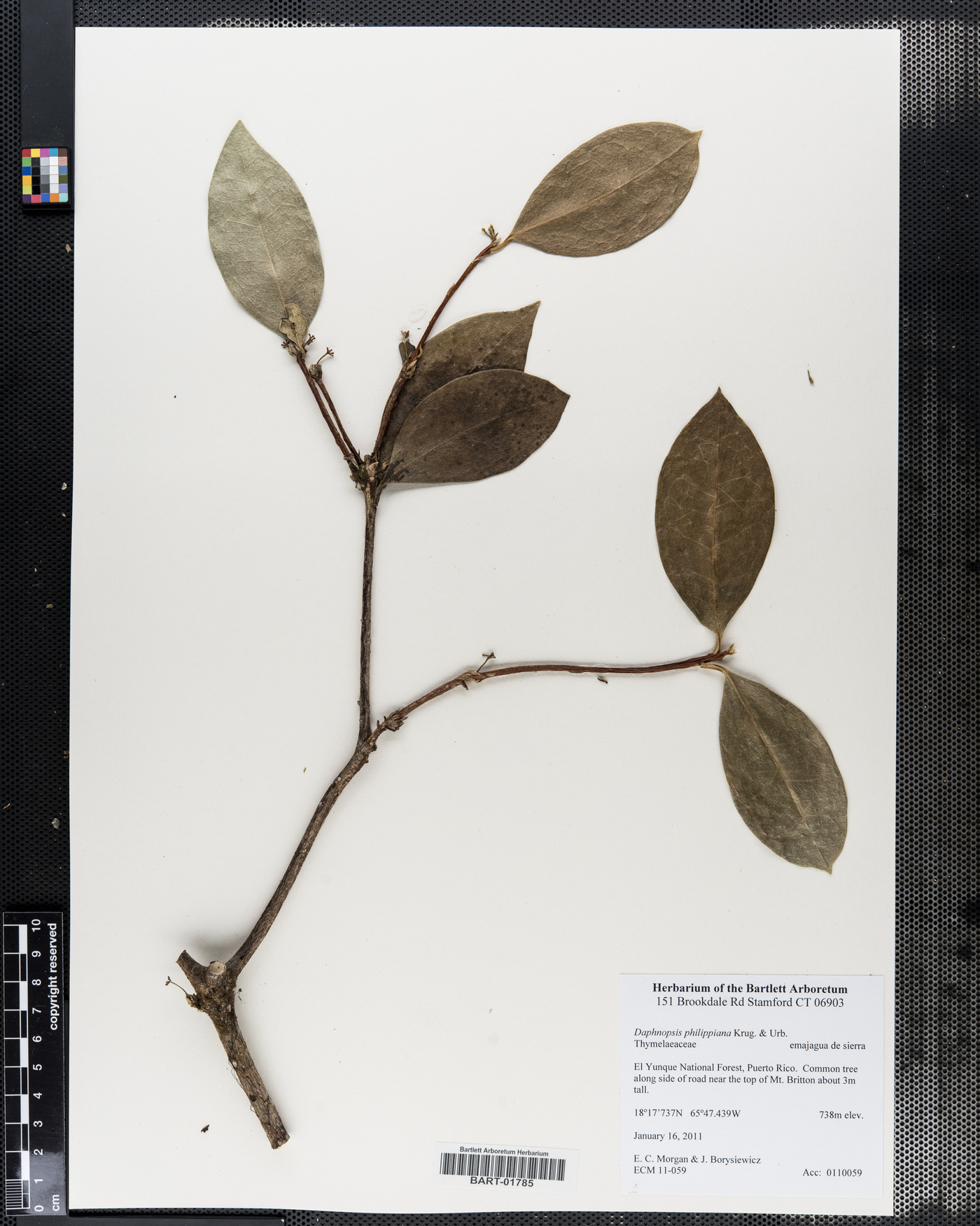 Daphnopsis philippiana image