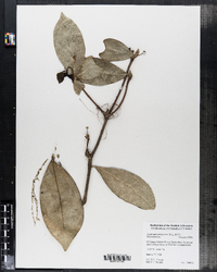 Daphnopsis philippiana image