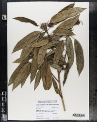 Image of Pavonia multiflora