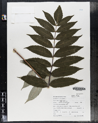 Rhus glabra image