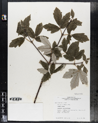 Image of Acer griseum
