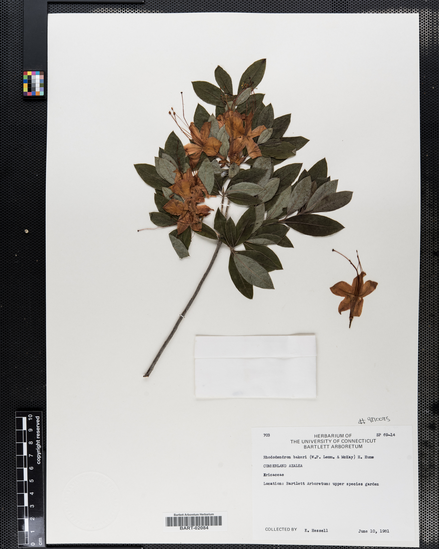 Rhododendron bakeri image