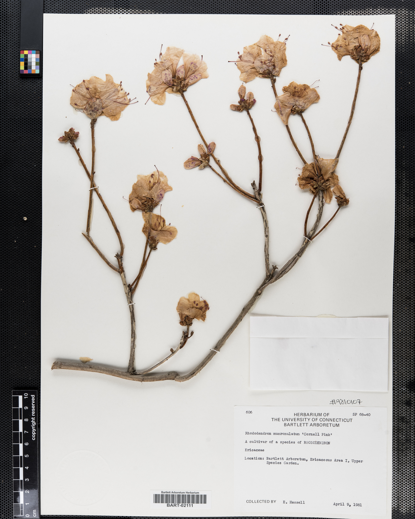 Rhododendron mucronulatum image